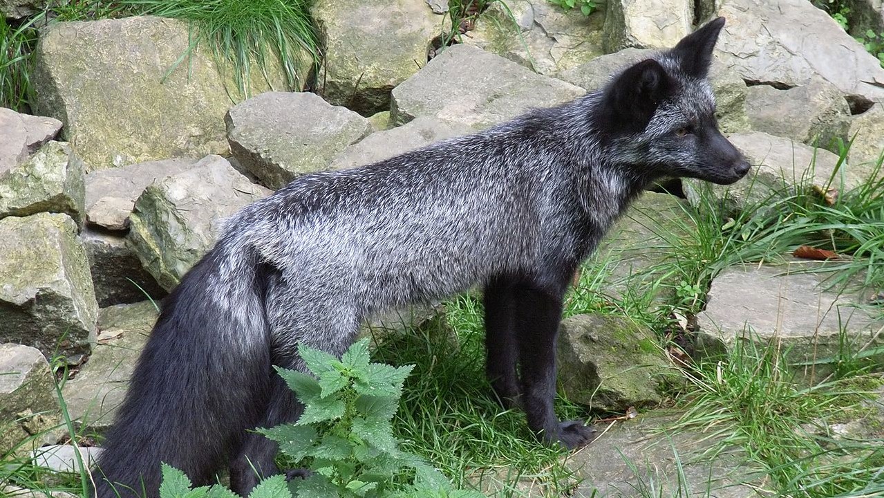 Silver fox specimen, characterized by the dark shade of its fur.