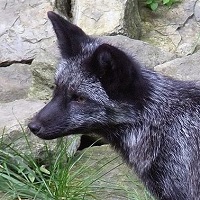 Domestication of the fox